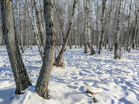 冬季积雪白桦林