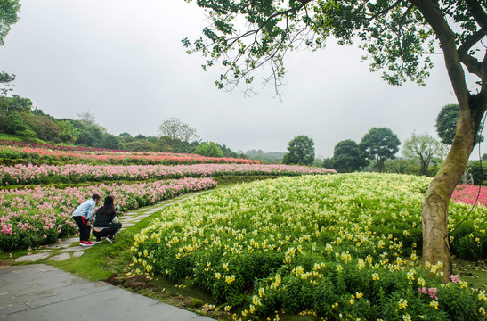 南宁青秀山兰园绚烂花田