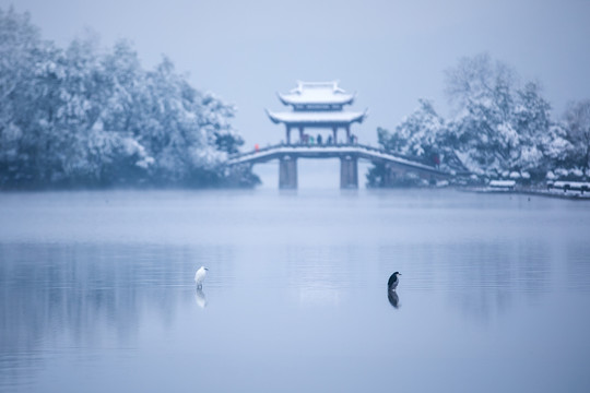 杭州西湖曲院风荷雪色