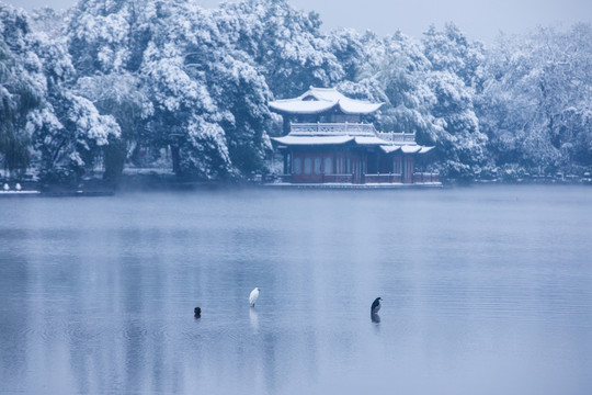 杭州西湖曲院风荷雪色