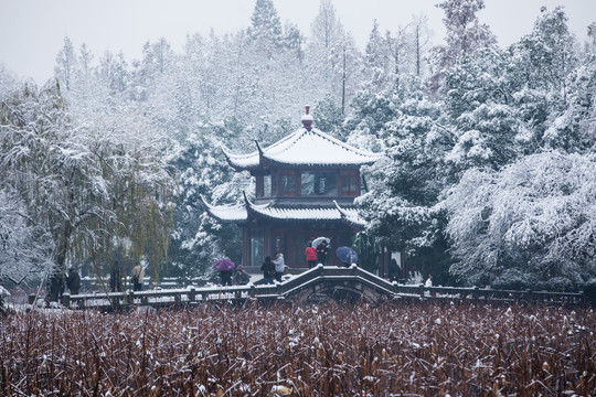 杭州西湖曲院风荷雪色