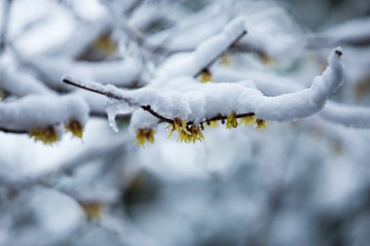 杭州西湖曲院风荷雪韵