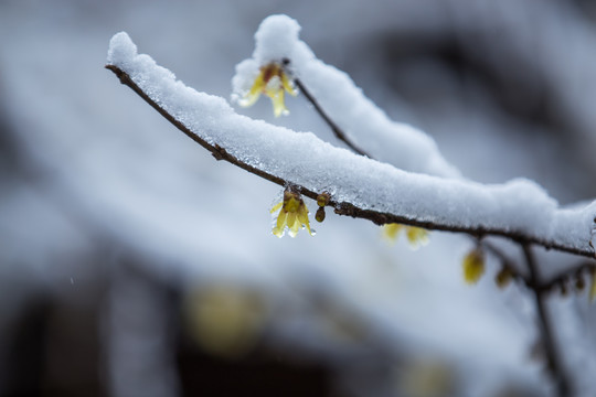 杭州西湖曲院风荷雪韵