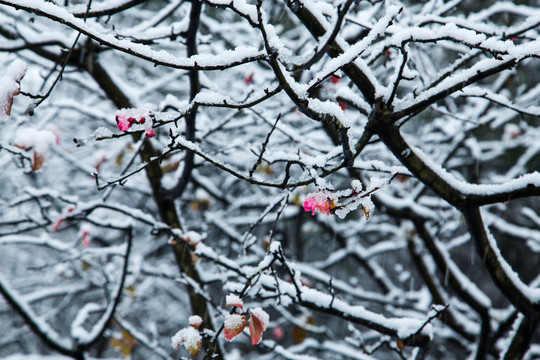 杭州西湖花港观鱼公园雪韵