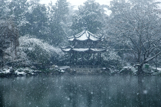 杭州西湖花港观鱼公园雪韵