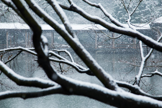 杭州西湖花港观鱼公园雪韵