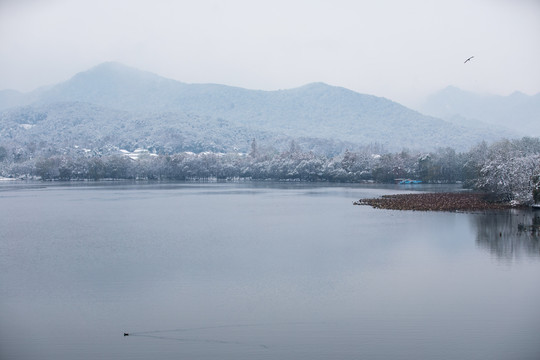 杭州西湖花港观鱼公园雪韵