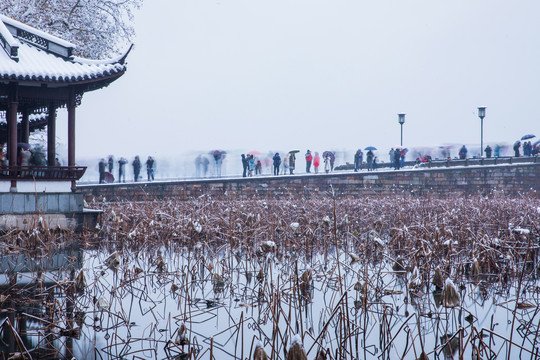 西湖晨雪