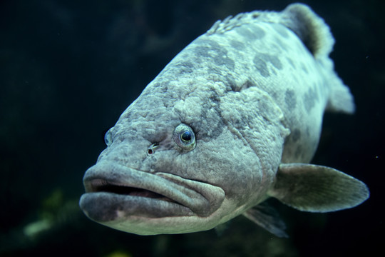 海洋生物