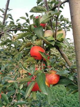 枝头上的红苹果特写
