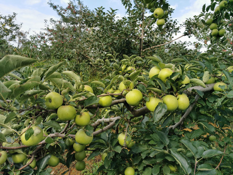 绿色青苹果特写