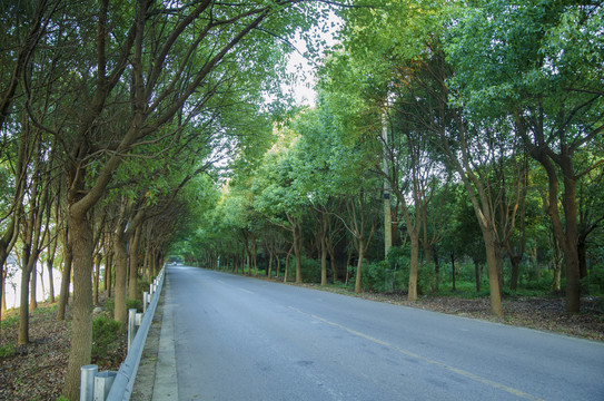 树荫公路