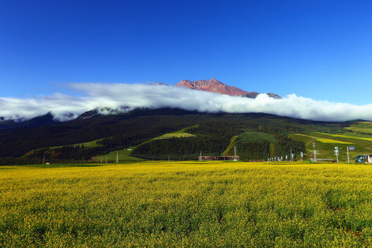 青海海北祁连山祁连草原牛心山