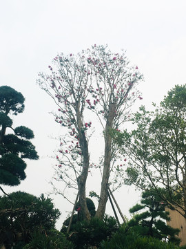 绿化植物