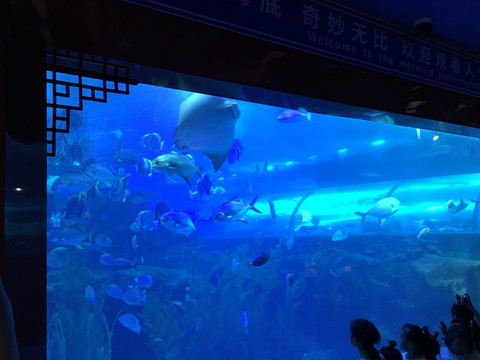 水族馆鲨鱼鱼群