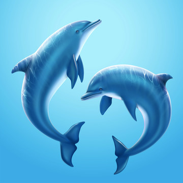 兩只海豚在海中嬉戲