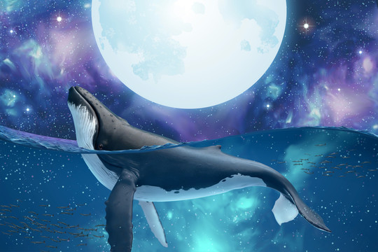 在满月星空下悠游的座头鲸