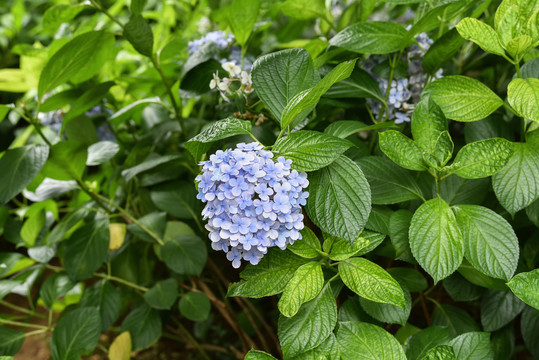 绣球花