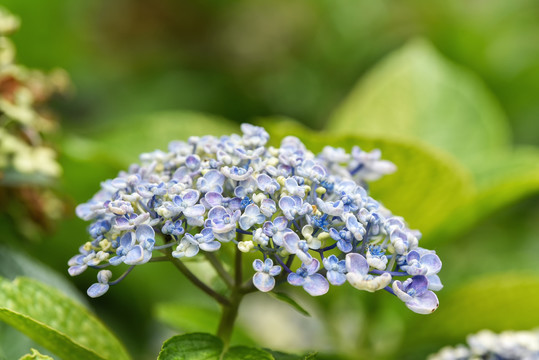 绣球花