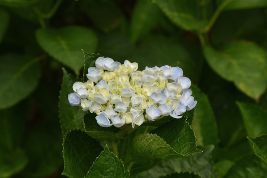 绣球花花苞