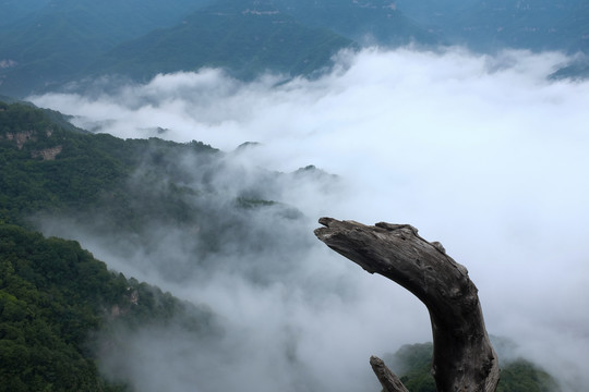 山顶的枯树