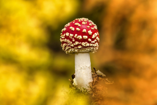 毒蘑菇
