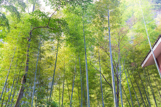 桂林资源县资江天门山景区竹丛