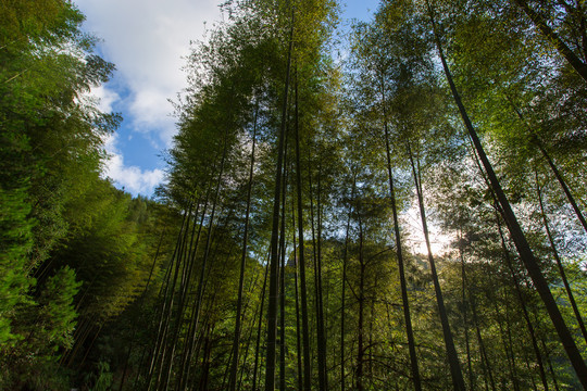 桂林资源县资江天门山景区竹林