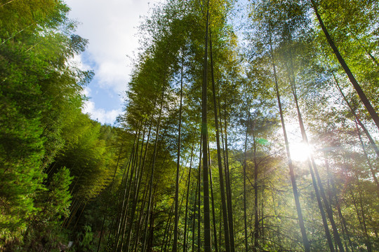 桂林资源县资江天门山景区竹林