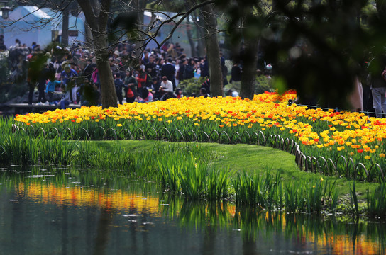 春天杭州太子湾公园的郁金香花展