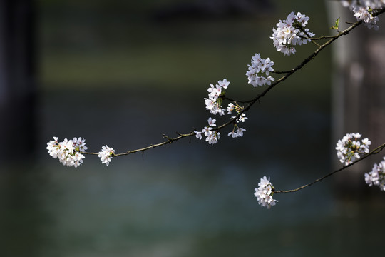 春天杭州太子湾盛开的樱花