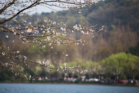 春天里西湖边盛开的樱花