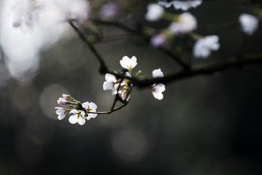 春天里西湖边盛开的樱花