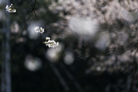 春天里西湖边盛开的樱花