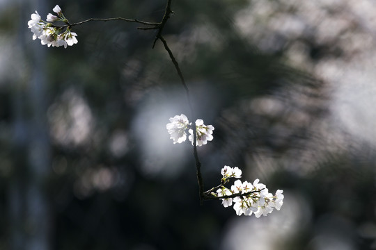 春天里西湖边盛开的樱花