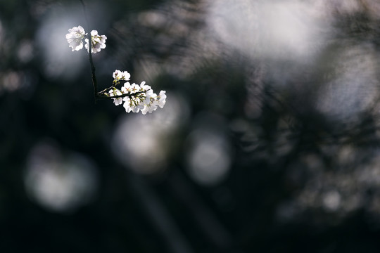 春天里西湖边盛开的樱花