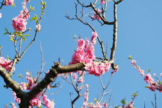 梅花树枝