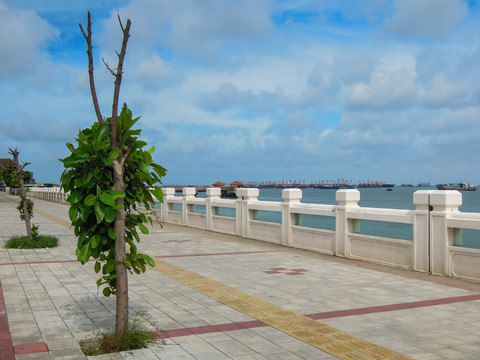 海堤风景树