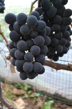 成熟的巨峰葡萄