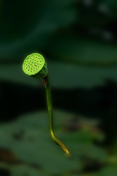 蓮蓬