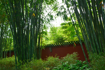 竹林风景