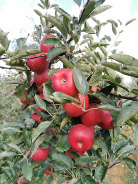 苹果树枝上的红苹果特写