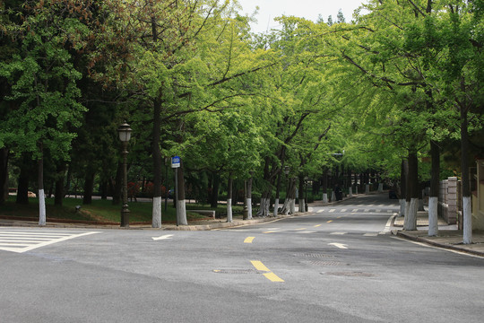 青岛八大关路景