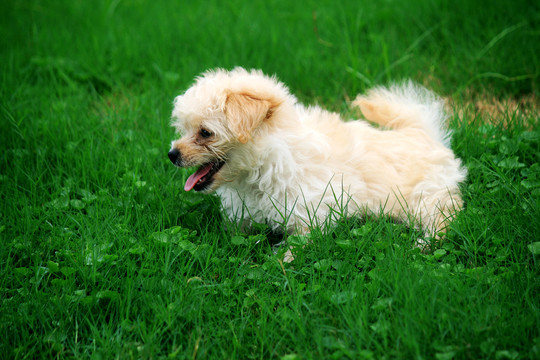 中华田园犬