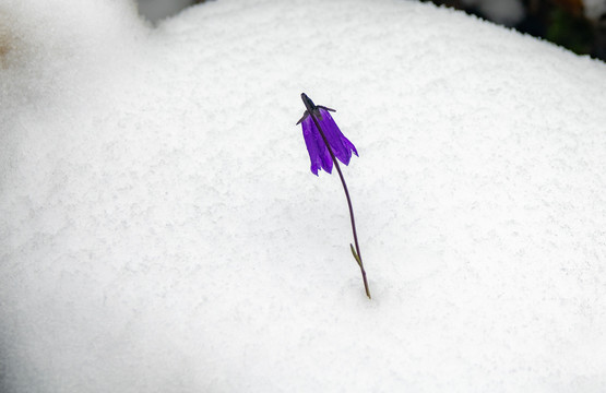 雪上一支花