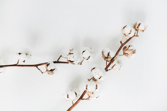 白色背景上的棉花枝芽系列