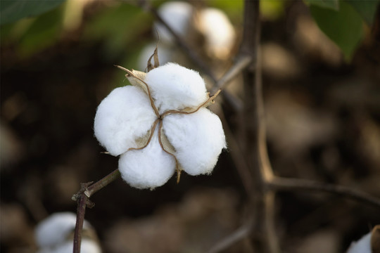 绿叶棉花花蕾