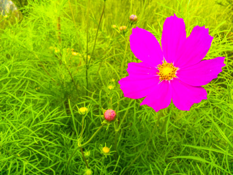 草原格桑花