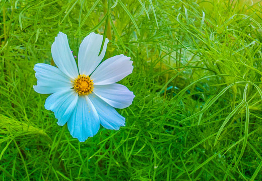 一朵小花