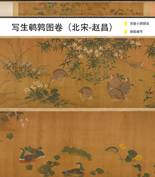 趙昌寫生鵪鶉圖卷